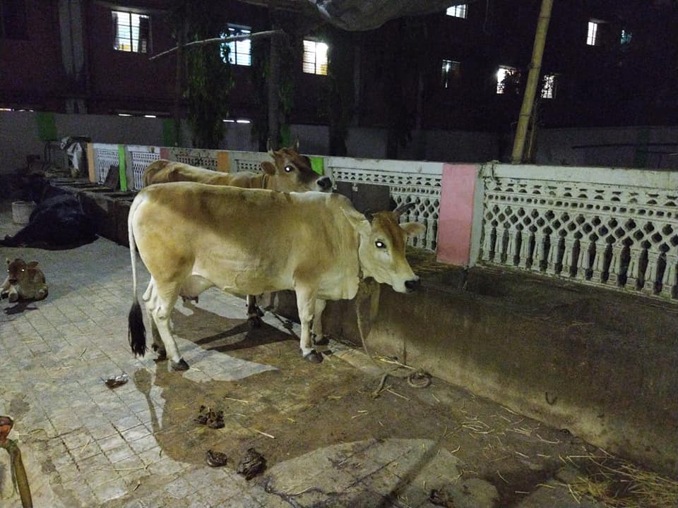 goshala1