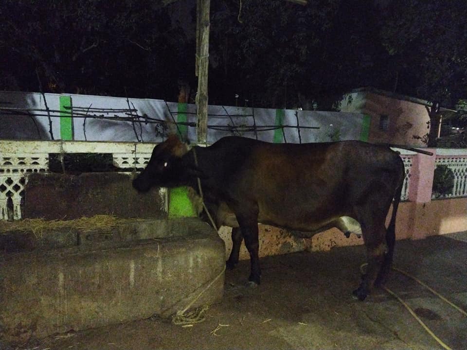 goshala2