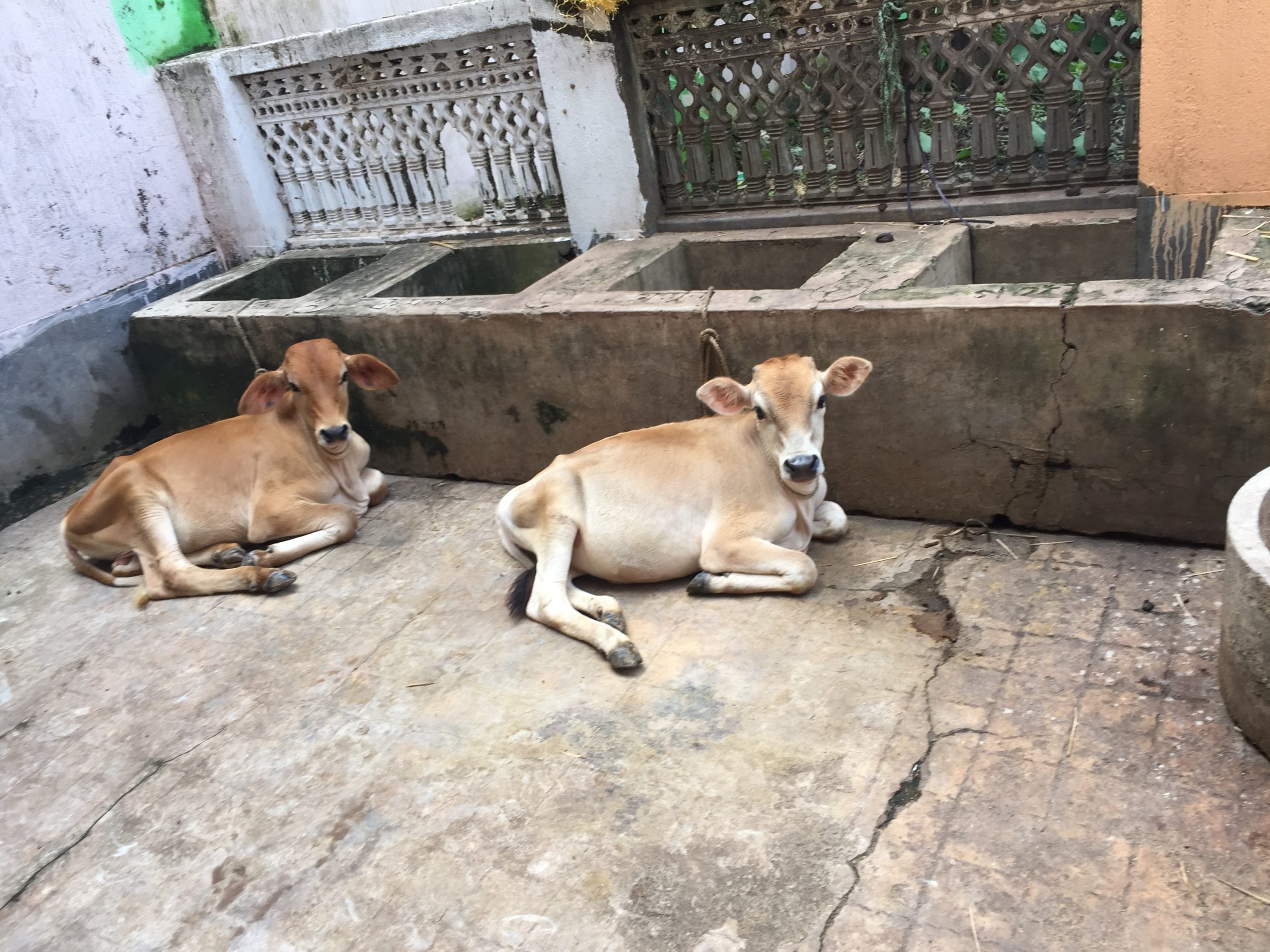 temple cows