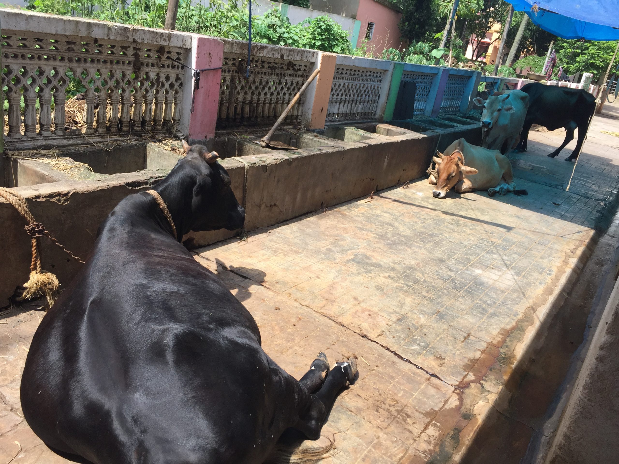 temple cows1